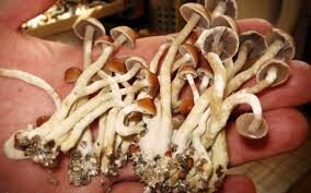 buy magic mushrooms in uk