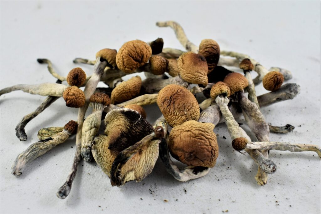 Ecuadorian Magic Mushrooms
