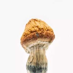 albino penis magic mushroom
