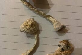 Psilocybin Buy magic mushrooms near me in UK What it is effects and risks