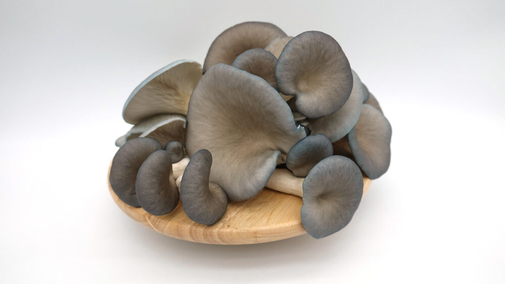 Buy Blue Oyster Mushrooms online UK