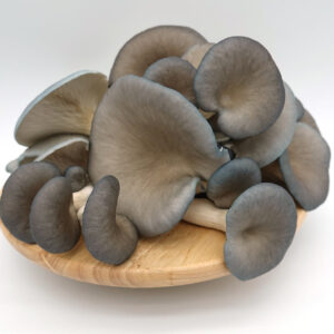 Buy Blue Oyster Mushrooms online UK