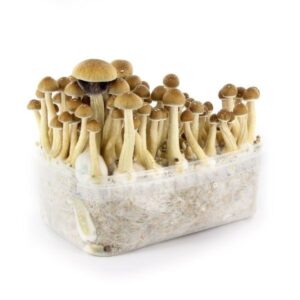 Buy Mazatapec Mushroom Grow Kit online UK