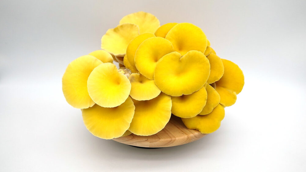 Buy Yellow Oyster Mushrooms online UK