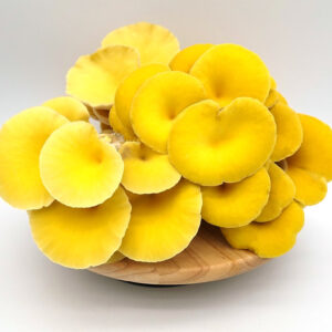Buy Yellow Oyster Mushrooms online UK