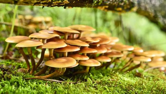 Buy Liberty Cap in the UK and Europe - Image 2