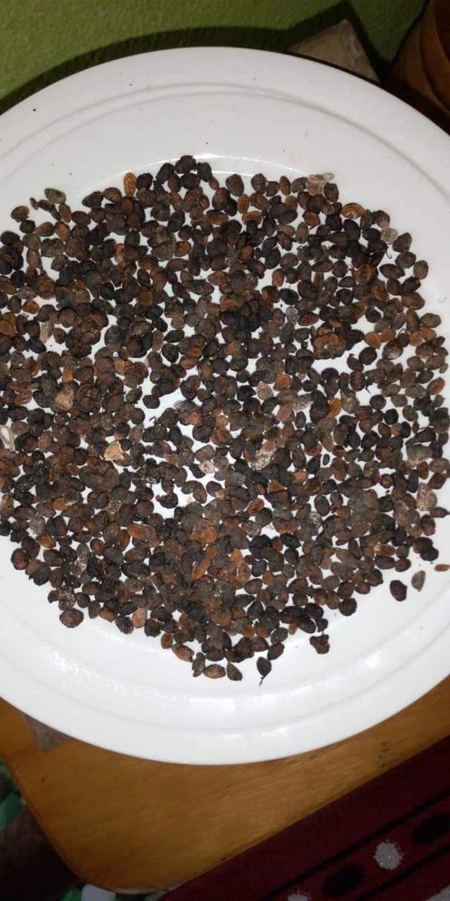 Where to Buy Tabernanthe Iboga Seeds Near Me in the UK and Europe ๐๐ฑ - Image 3