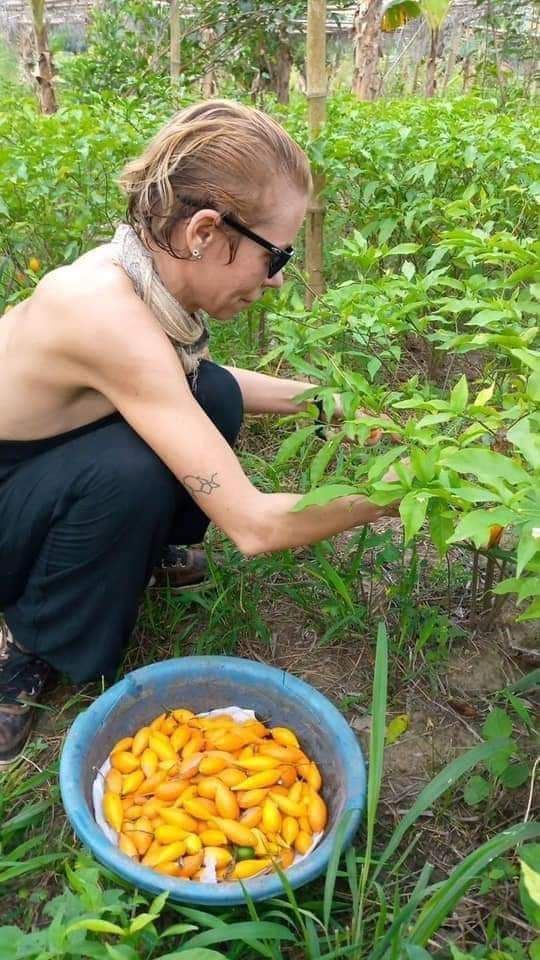 Where to Buy Tabernanthe Iboga Seeds Near Me in the UK and Europe ๐๐ฑ - Image 2