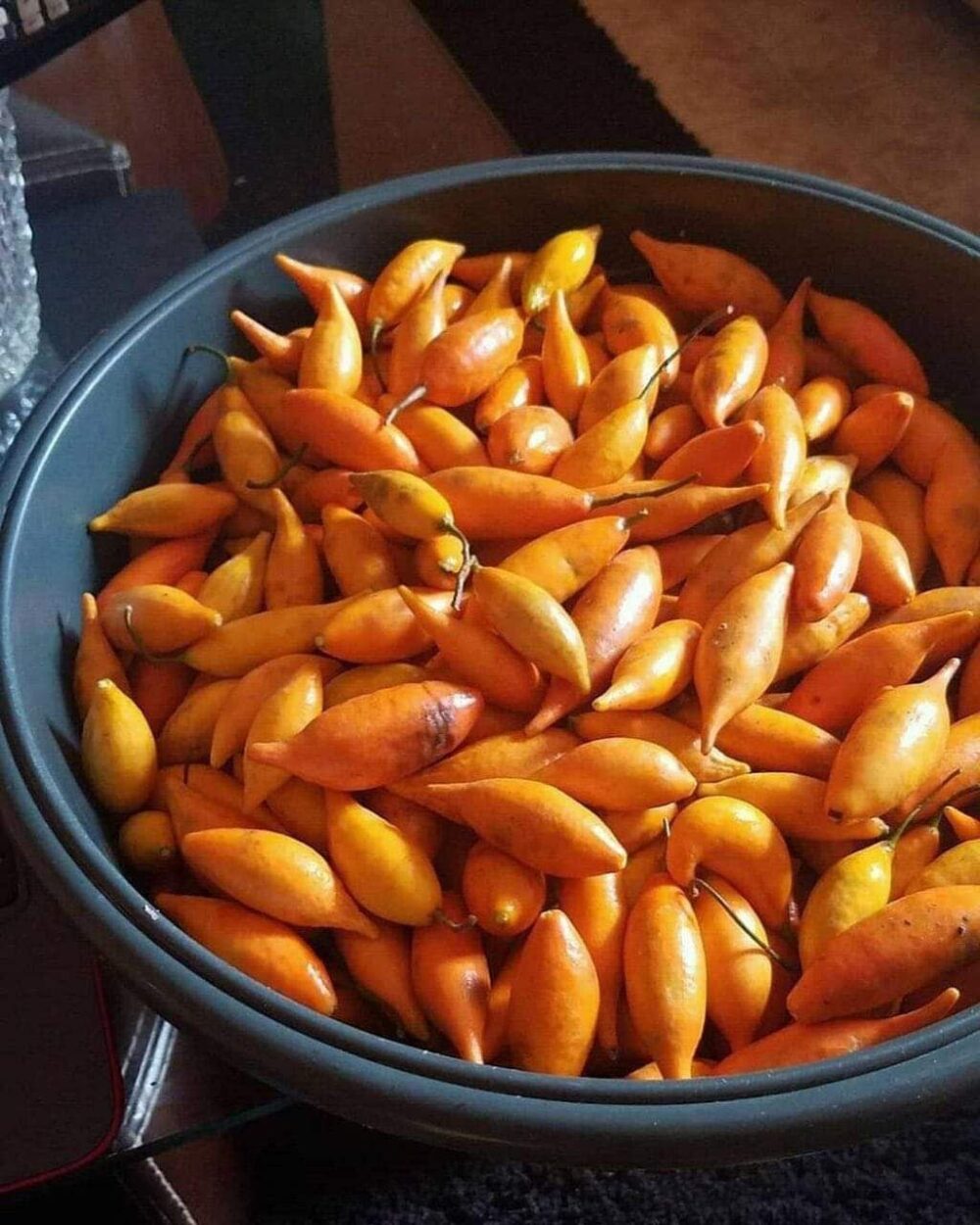 Where to Buy Tabernanthe Iboga Seeds Near Me in the UK and Europe 🌍🌱