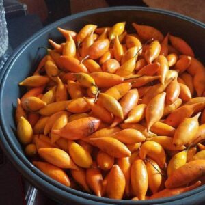 Where to Buy Tabernanthe Iboga Seeds Near Me in the UK and Europe 🌍🌱