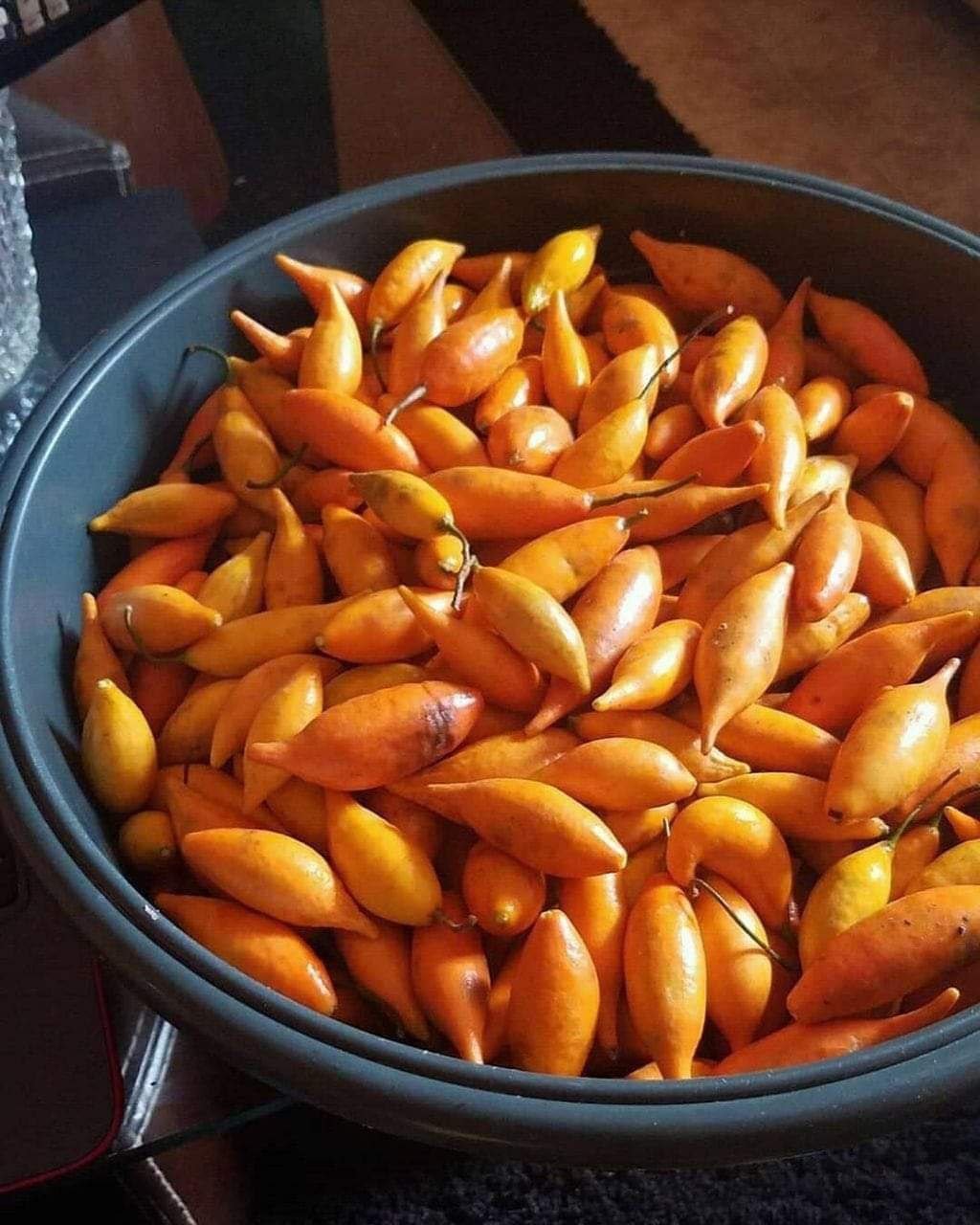 Where to Buy Tabernanthe Iboga Seeds Near Me in the UK and Europe ๐๐ฑ