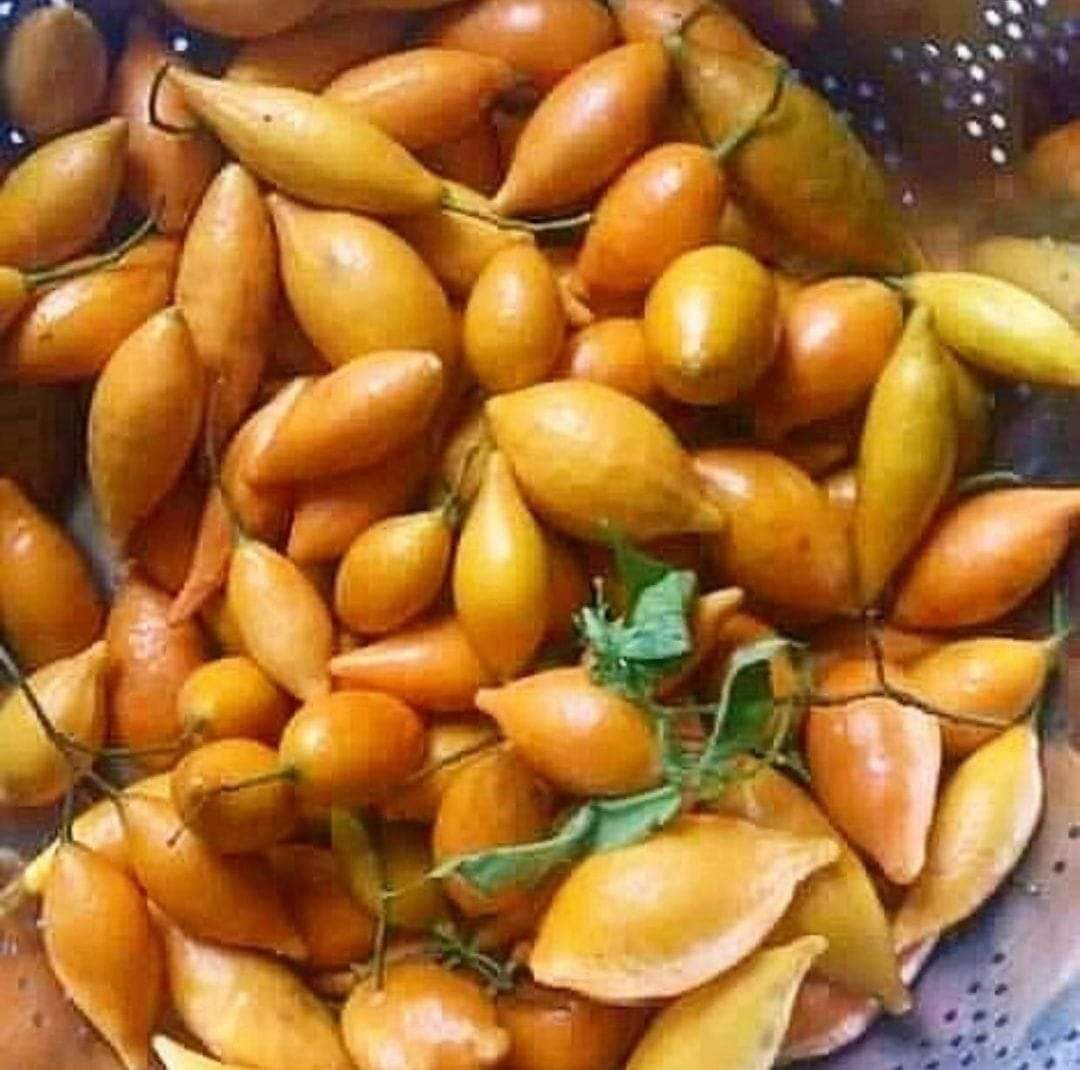 Where to Buy Tabernanthe Iboga Seeds Near Me in the UK and Europe ๐๐ฑ - Image 4