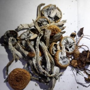 Buy Golden Teacher mushroom for sale near me UK and Europe