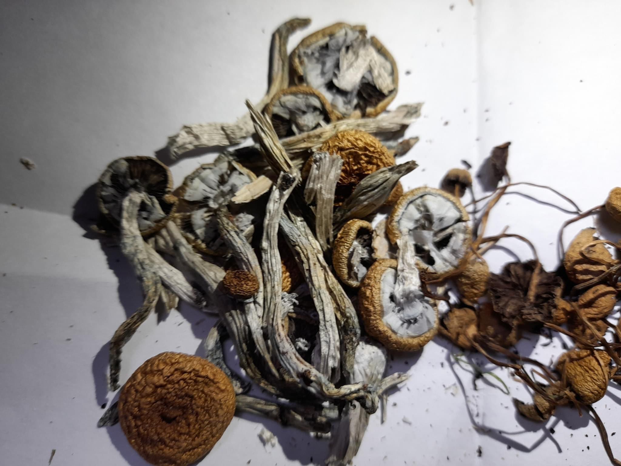Buy Golden Teacher mushroom for sale near me UK and Europe