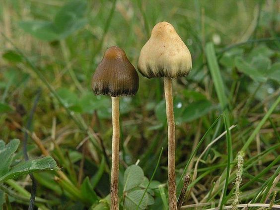 Buy Liberty Cap in the UK and Europe - Image 3